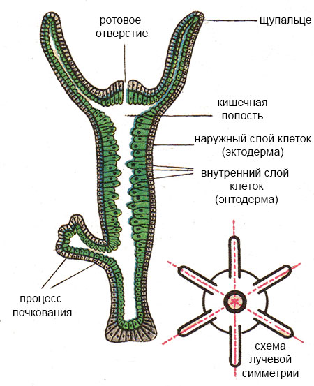 Кракен даркнет как зайти