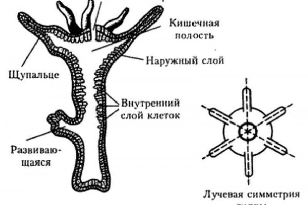 Кракен купить порошок маркетплейс